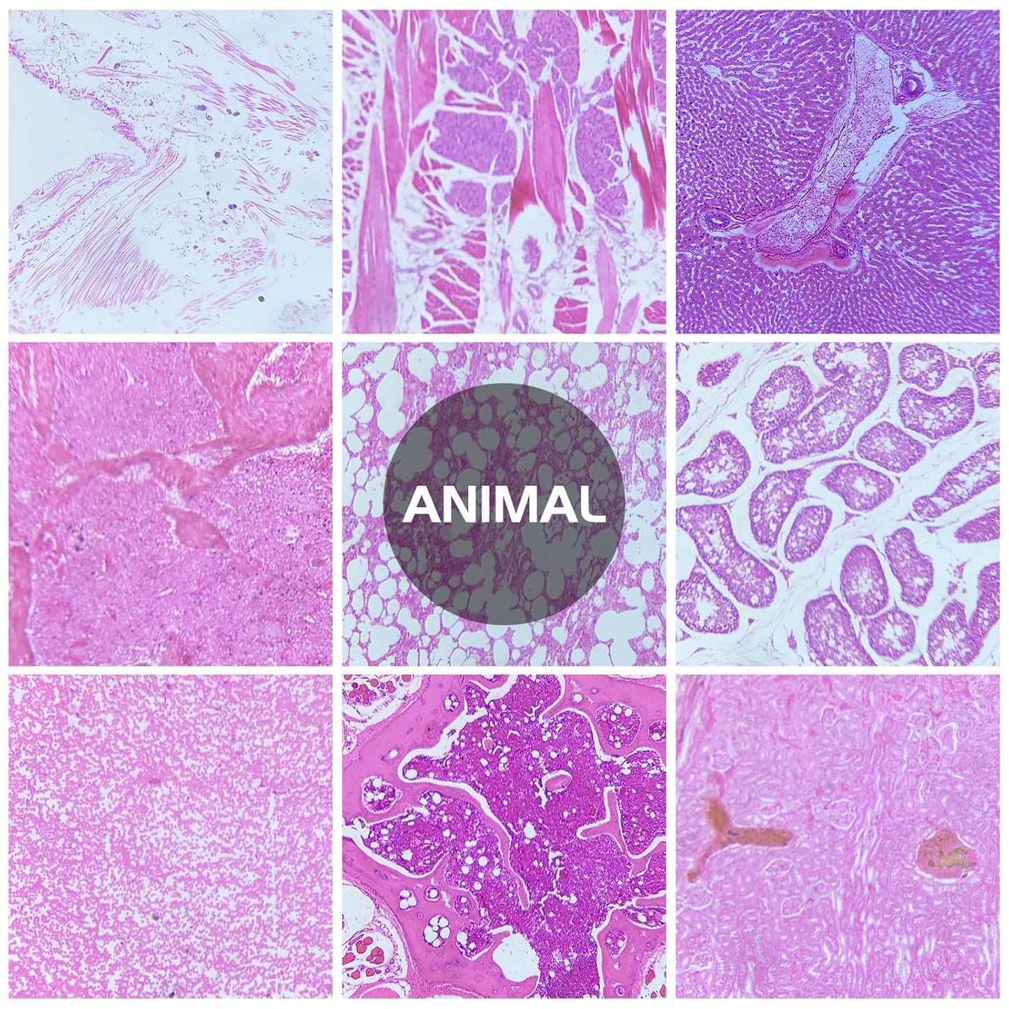 30 Microscope Slides with Specimens, Prepared Microscope Slides Set with Plants Animals Insects for Adults Students Homeschool Basic Biological Science Education