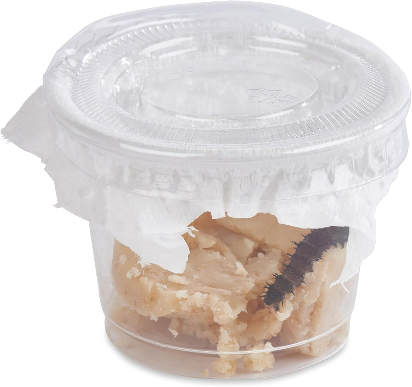 32 Live Caterpillars Shipped Now: Butterfly Kit Refill for School Sized Kit with Extra Larva Rearing Supplies and 32 Little Cups by Nature Gift Store