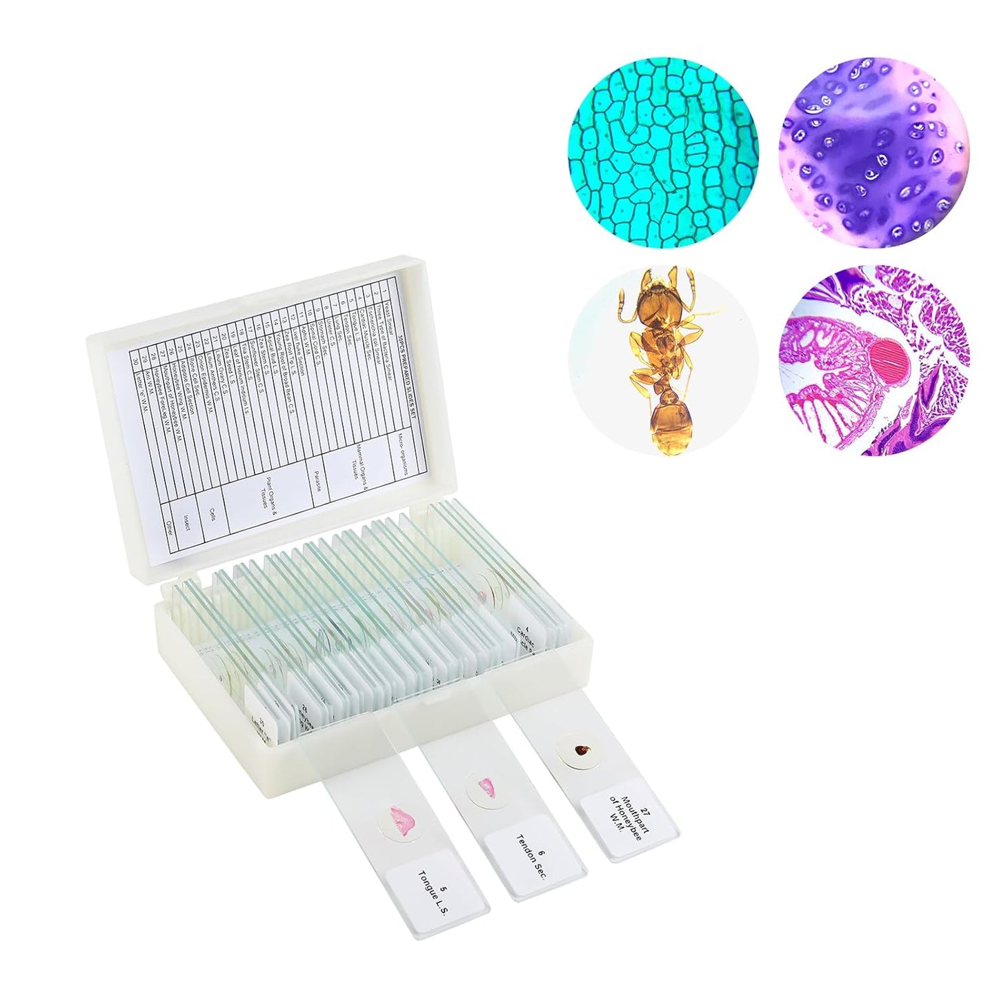 30 Microscope Slides with Specimens,Prepared Microscope Slides for Kids,Glass Slides for Microscope,Prepared Slides for Kids Microscope,Microscope Slide Preparation Kit for Biology Science Classes