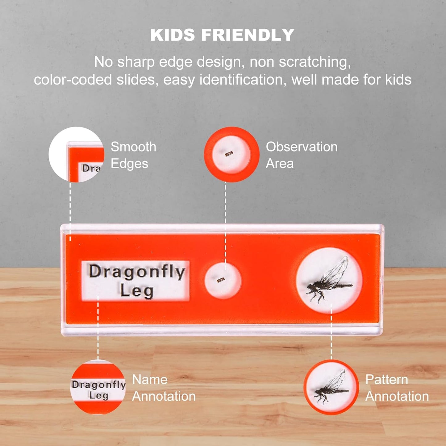 48 Prepared Microscope Slides Set of Animals Insects Plants Flowers, Biological Learning Resource Specimens for Kids Beginner Classroom Basic Science Education