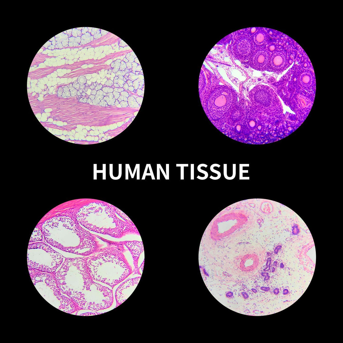 100Pcs Prepared Microscope Slides Set Professional Specimens for Kids Student Homeschool Use