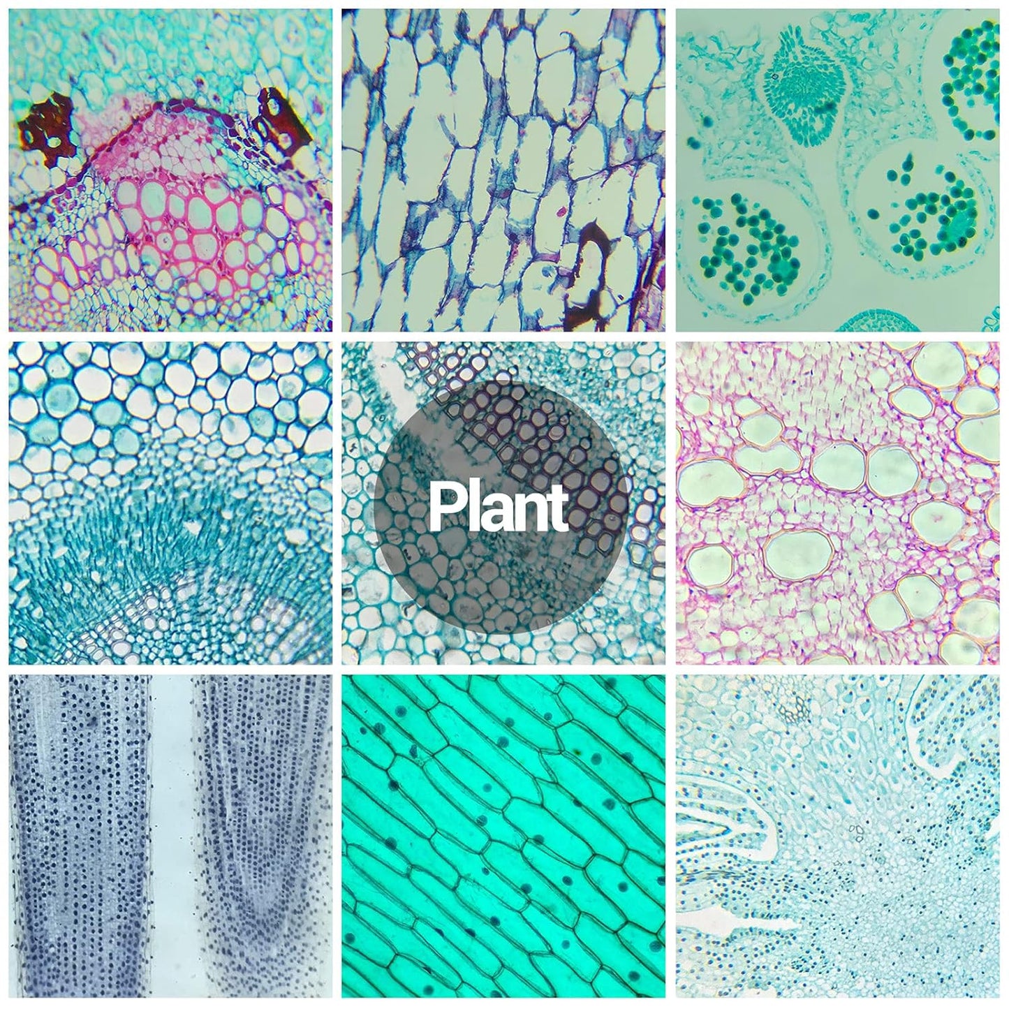 60 Microscope Slides with Specimens for Kids, Prepared Microscope Slides for Kids Microbiology, Prepared Microscope Slides for Adults